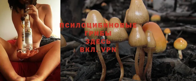 цены   Вольск  Галлюциногенные грибы Psilocybe 