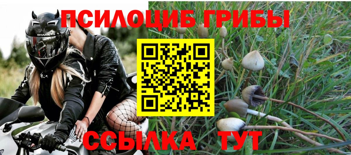Галлюциногенные грибы Psilocybe Вольск